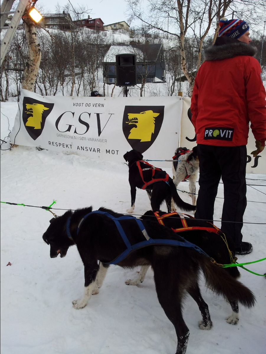 Dog Race08